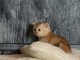 Chatons Scottish Fold