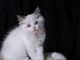 CHATONS RAGDOLL POUR L