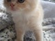 CHATONS RAGDOLL POUR L