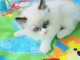 CHATONS RAGDOLL POUR L