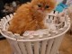  CHATONS PERSIEN POUR L