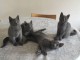 Chatons chartreux recherchent famille adoptive