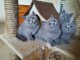 Chatons chartreux recherchent famille adoptive