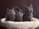 Chatons chartreux recherchent famille adoptive