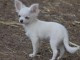 Chiots Chihuahua adorable