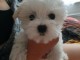 CHIOTS BICHONS MALTAIS