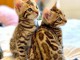 Magnifique chatons sacre de bengal