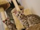 Magnifique chatons sacre de bengal