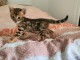 Disponible de suite Chatons type Bengale