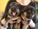 A donner chiots type berger allemand