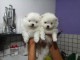 Disponible de suite Chiots Spitz Nain Poméranien