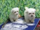 Disponible de suite Chiots Bichons Maltais