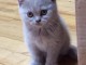 A donner chatons british shorthair