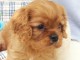 Chiots Cavalier King Charles Spaniel