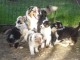 Adorables Chiots berger australien disponibles de suite