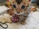 Adorable chaton bengal 