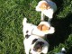 Superbes Chiots Jack russel