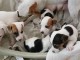 Superbes Chiots Jack russel