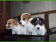 Superbes Chiots Jack russel