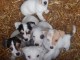 Superbes Chiots Jack russel