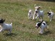 Superbes Chiots Jack russel