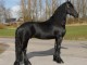 Cheval hongre frison pour adoption