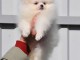 Disponible de suite Chiots Spitz Nain Poméranien