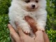 Disponible de suite Chiots Spitz Nain Poméranien