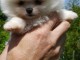Disponible de suite Chiots Spitz Nain Poméranien