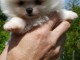 Disponible de suite Chiots Spitz Nain Poméranien