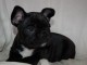 Disponible de suite Chiots Bouledogues français