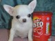 Chiot chihuahua poil long