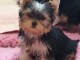 Chiot Yorkshire Terrier 