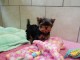 Chiot Yorkshire Terrier 