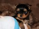 Chiot Yorkshire Terrier 