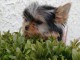 Chiot Yorkshire Terrier 