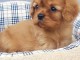 Chiots Cavalier King Charles Spaniel