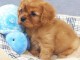 Chiots Cavalier King Charles Spaniel 