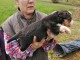 Chiot Border Collie adorable