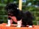 Chiot Border Collie adorable