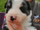 Chiot Border Collie adorable