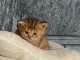 Chatons Scottish Fold