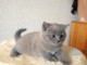 Chatons Chartreux age de 3 mois