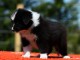 Chiot Border Collie adorable