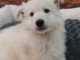 Chiots Berger Blanc Suisse