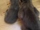 Chatons Chartreux age de 3 mois