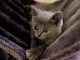 Chatons Chartreux age de 3 mois