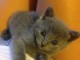 Chatons Chartreux age de 3 mois