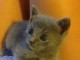 Chatons Chartreux age de 3 mois