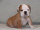 bébé chiot bouldog anglais